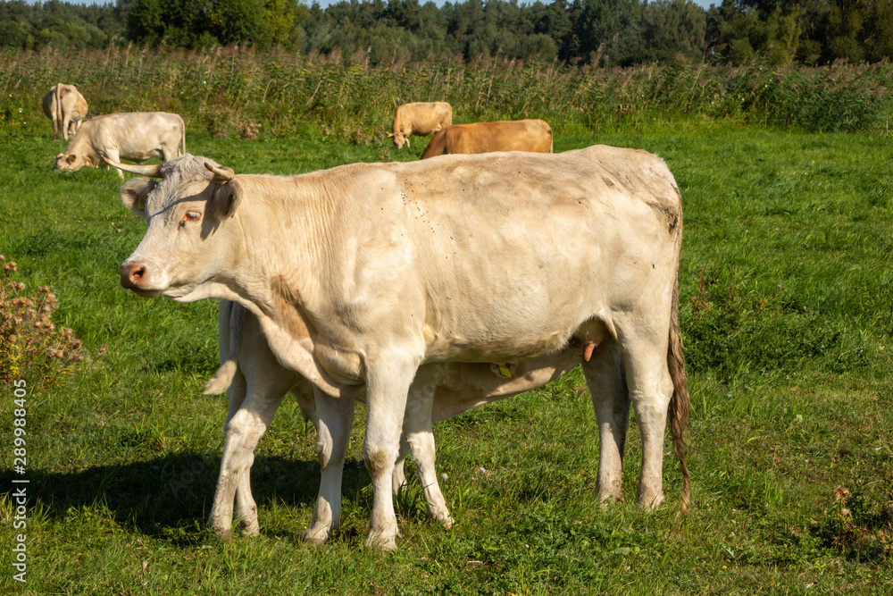 white calf drinking from mother cows udder on green meadow white calf drinking from mother cows udder on green meadow