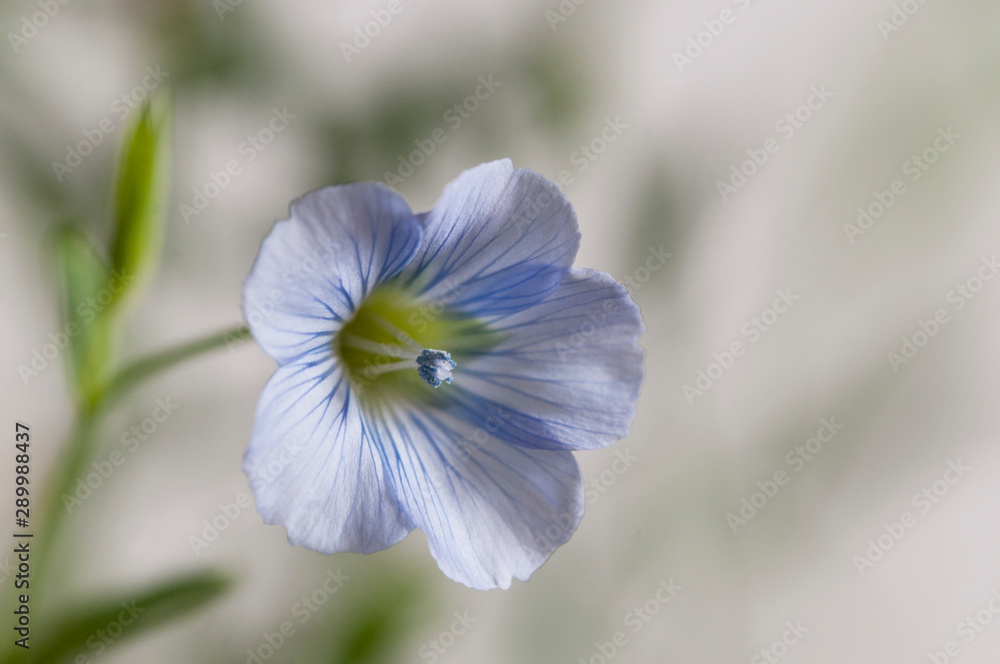 Flax (Linum usitatissimum) flowers Flax (Linum usitatissimum) flowers