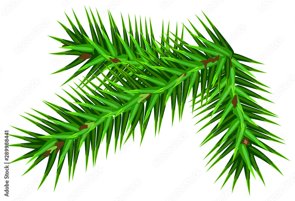 Spruce fluffy fir branch isolated on white background. Christmas tree element Spruce fluffy fir branch isolated on white background. Christmas tree element