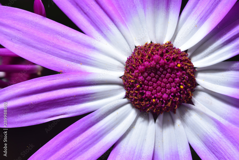 Beautiful and bright Osteospermum flower of violet color, very close-up, macro Beautiful and bright Osteospermum flower of violet color, very close-up, macro