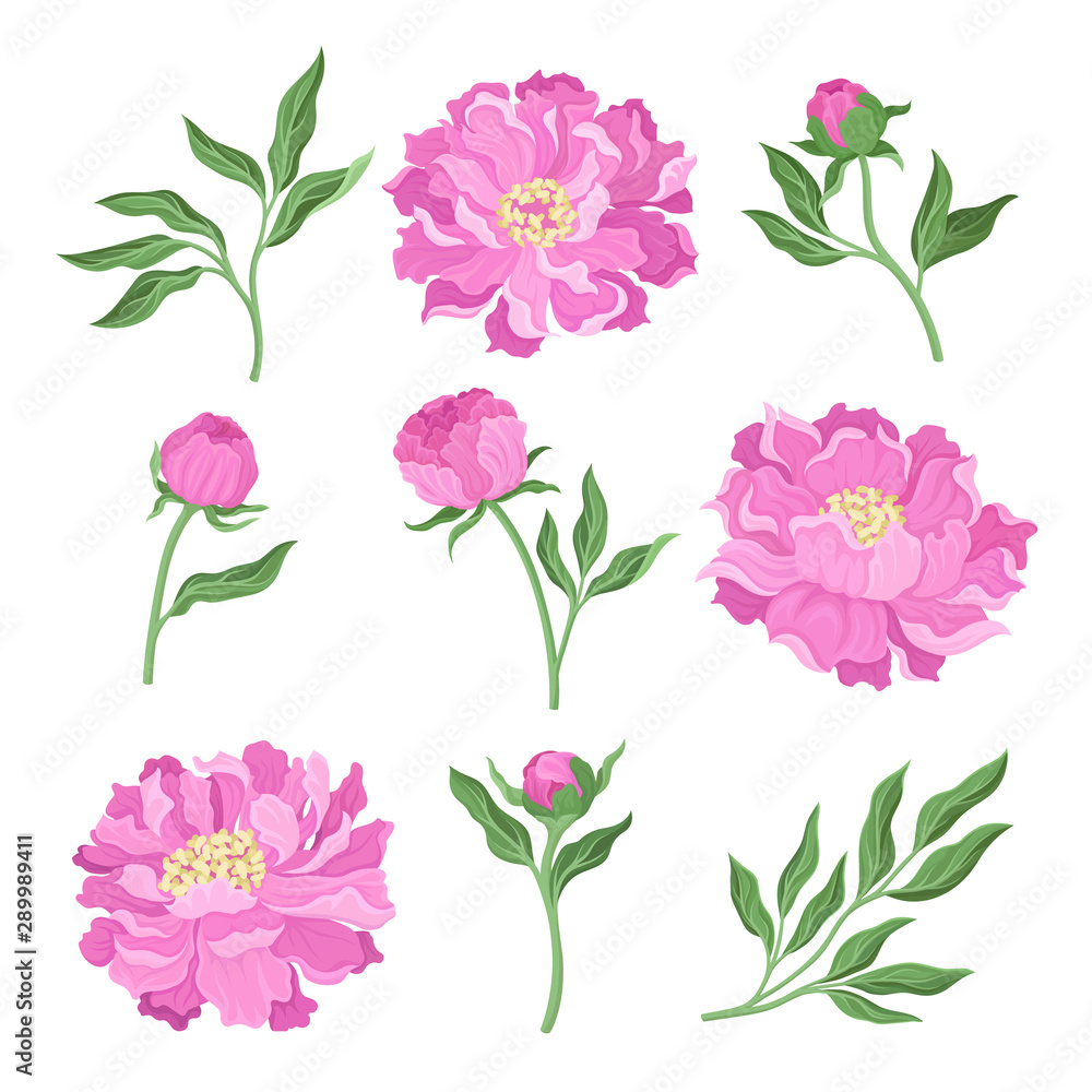 Set of peonies. Vector illustration on a white background. Set of peonies. Vector illustration on a white background.