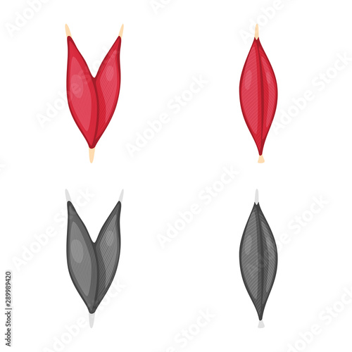 Isolated object of fiber and muscular sign. Set of fiber and body vector icon for stock.