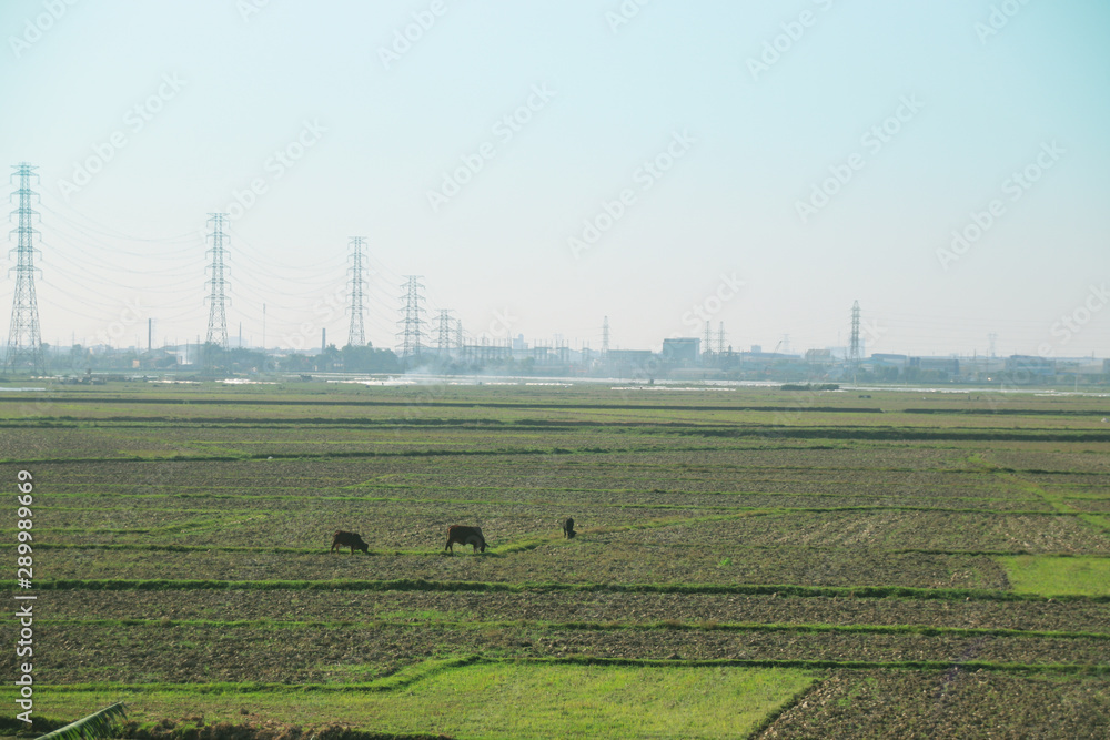 Contrast between the agricultural and industrial development in Vietnam