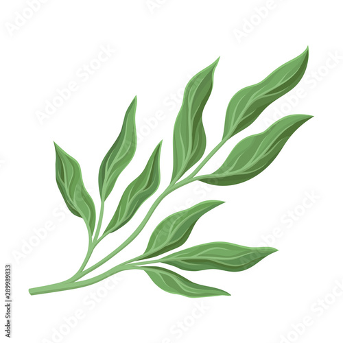 Branchy stem with leaves. Vector illustration on a white background.