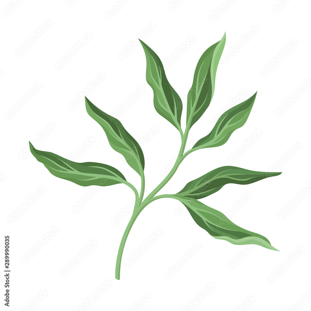 Lush branch of a peony. Vector illustration on a white background.