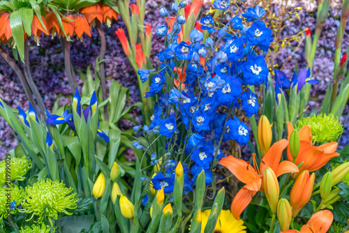 Arrangement of different flowers in the spring garden.