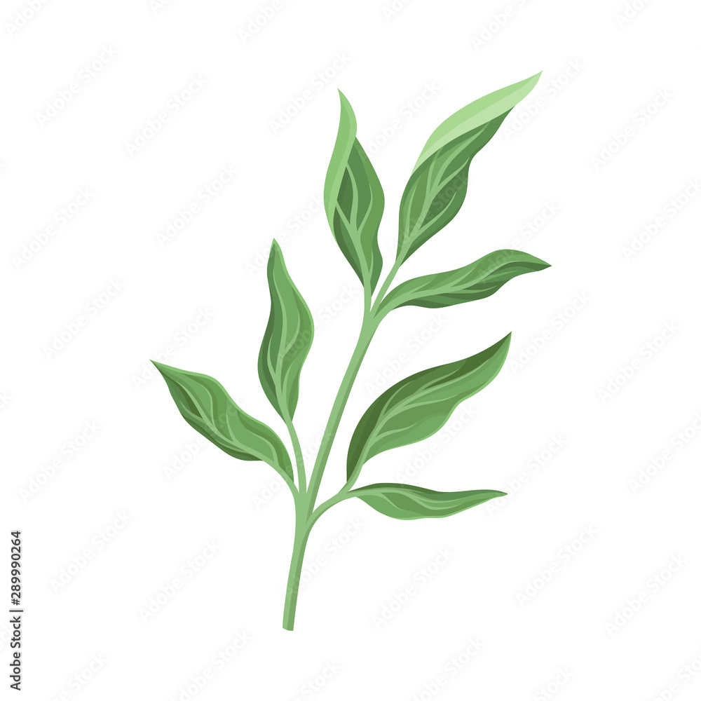 Green peony leaves. Vector illustration on a white background.