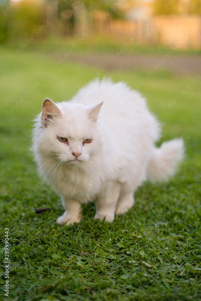 old white fluffy sick cat in the meadow