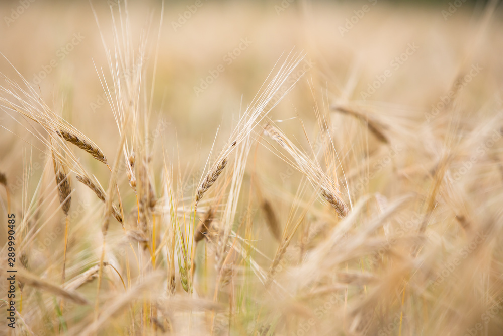 Young wheat grows on the field. Young wheat grows on the field.