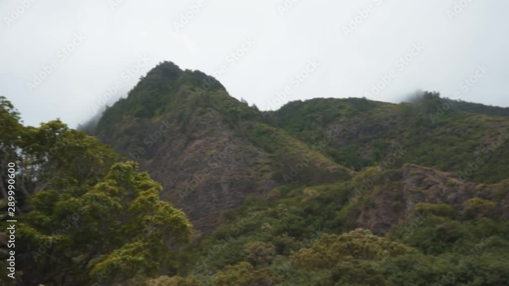 Green trees in Hawaii sun green luscious tropical plants Green trees in Hawaii sun green luscious tropical plants