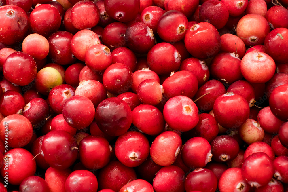 Red berries of cranberry as a background. Macro. Red berries of cranberry as a background. Macro.