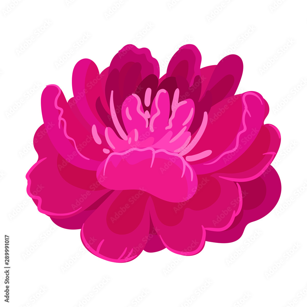 Large dark pink peony flower. Vector illustration on a white background.