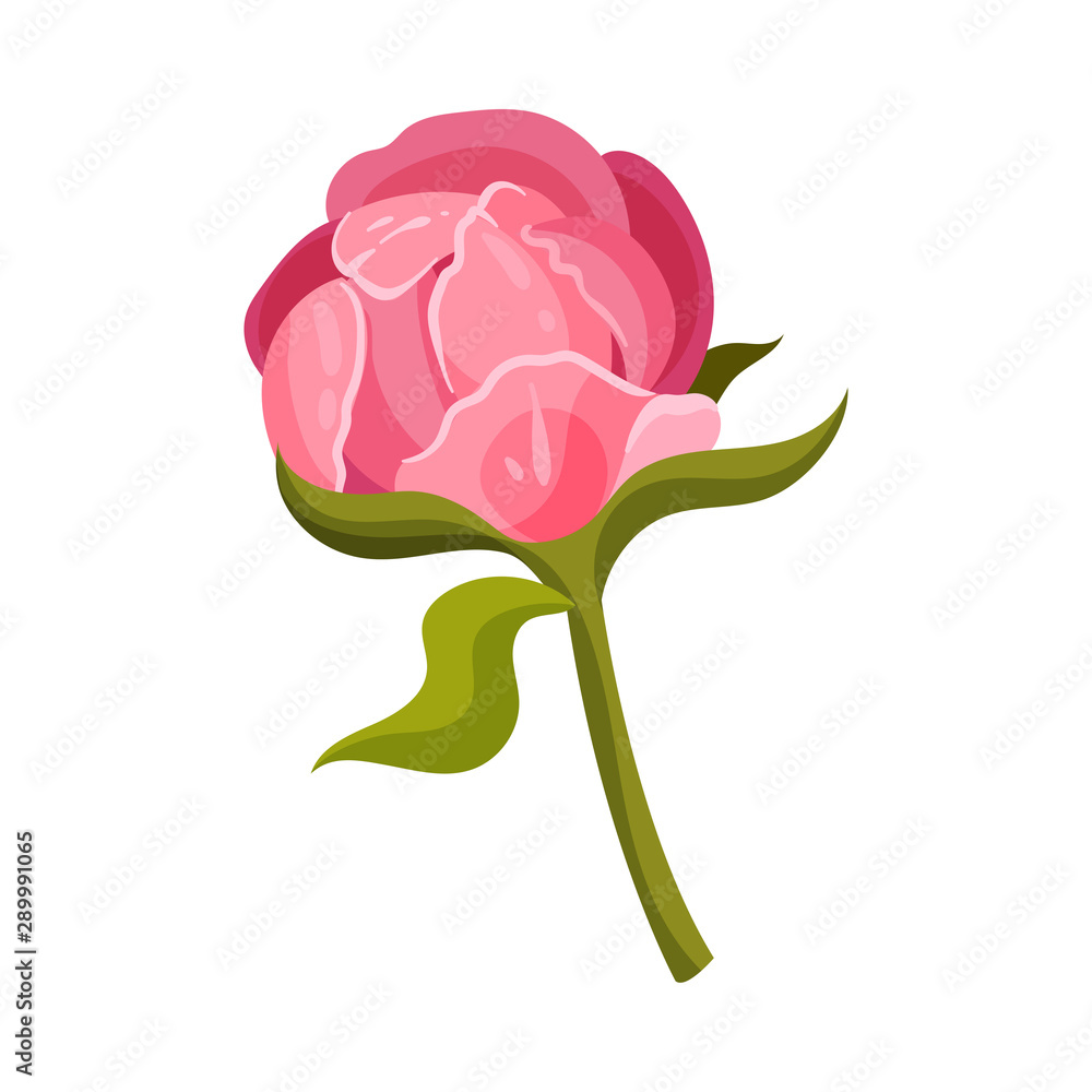 Pink peony bud. Vector illustration on a white background. Pink peony bud. Vector illustration on a white background.