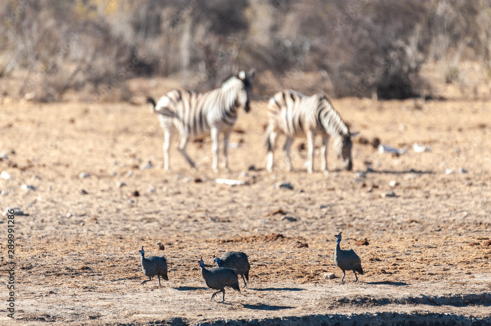 Four Helmeted Guineafowl -Numida meleagris- fouraging near a waterhole in Etosha National Park, Namibia. Seen here against a backdrop of Burchell Plains Zebras. Four Helmeted Guineafowl -Numida meleagris- fouraging near a waterhole in Etosha National Park, Namibia. Seen here against a backdrop of Burchell Plains Zebras.
