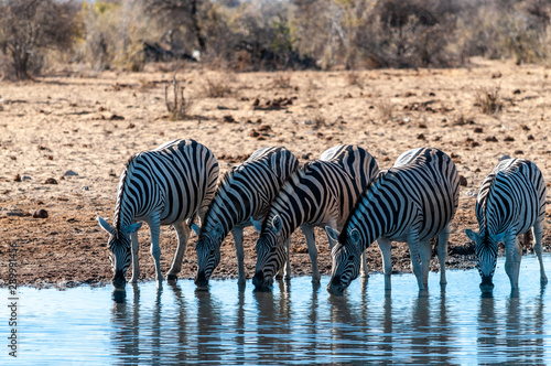 A group of Burchell's Plains zebra -Equus quagga burchelli- drinking from a waterhole in Etosha National Park, Namibia.