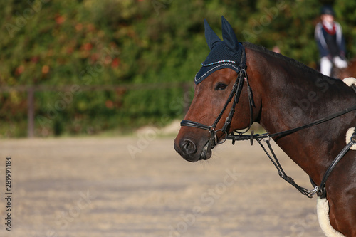 Horse, close-up, in the morning sun on the warm-up arena before the tournament.. © RD-Fotografie
