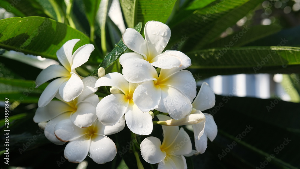 Plumeria flower white and yellow frangipani tropical flower, plumeria flower blooming on the tree, spa flower