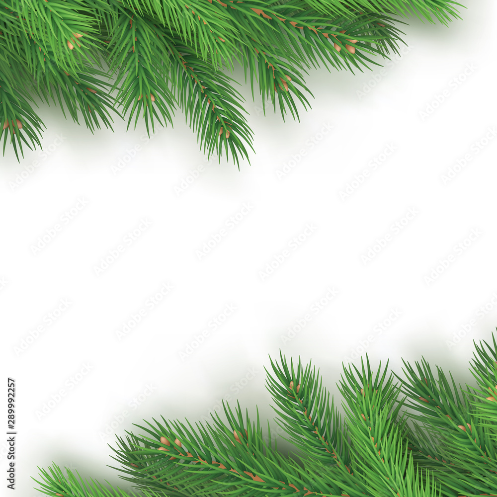 Festive background with realistic branches of spruce. Merry Christmas greeting card template with space for season wishes. Green pine tree branches on white background vector illustration.