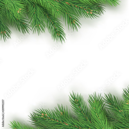 Festive background with realistic branches of spruce. Merry Christmas greeting card template with space for season wishes. Green pine tree branches on white background vector illustration.