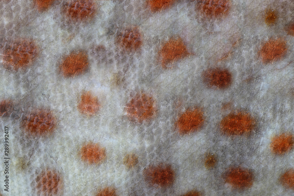 Surface of the fish skin background Fabric of Marine fish.