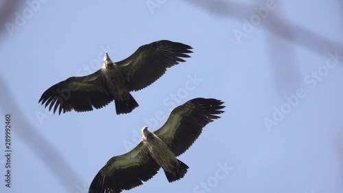Big bird of prey in flight. Himalayan griffon vulture spreading wings and soaring over clear blue sky looking for prey,HD slow motion.