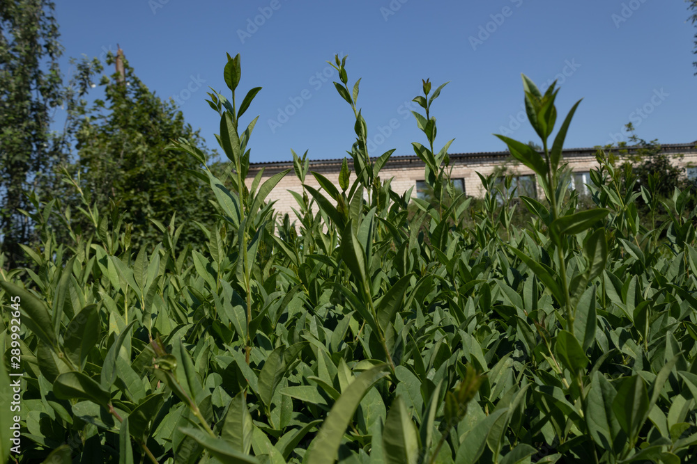 dense shrubs of green color with the background in the background, blue sky and trees dense shrubs of green color with the background in the background, blue sky and trees