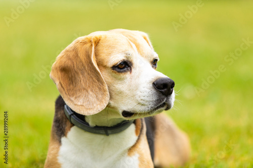 sweet tricolor beagle dog playing