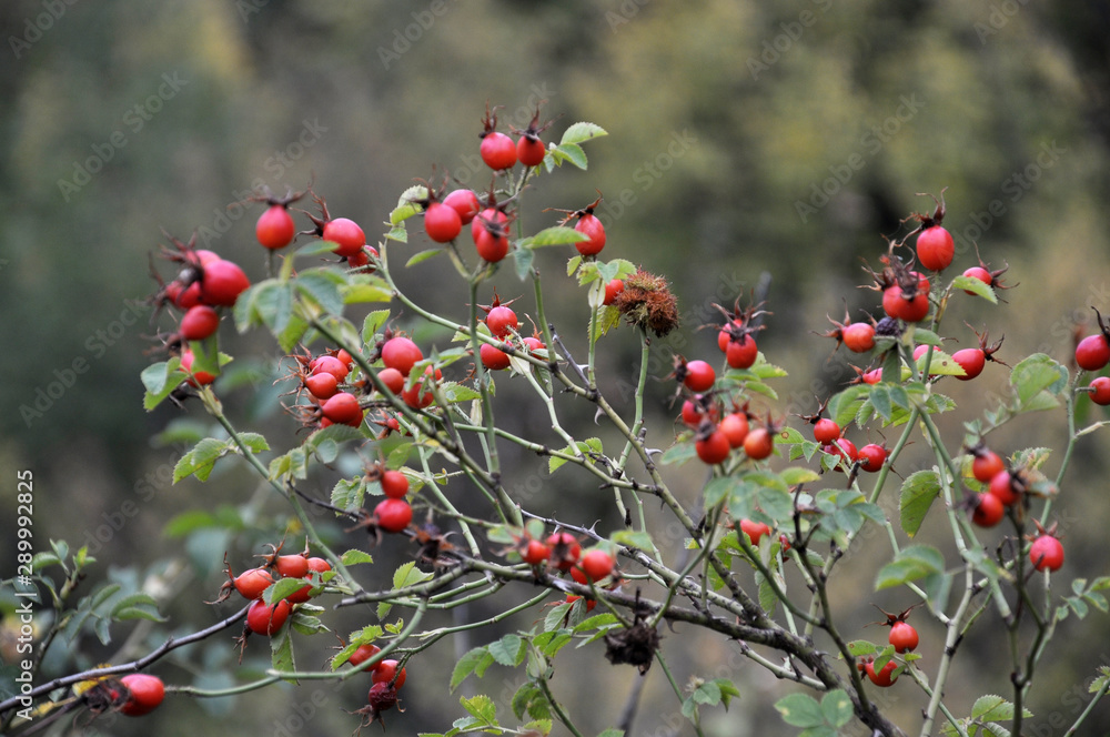 Branch of rose hips with ripe berries