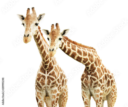 Fototapeta Naklejka Na Ścianę i Meble -  Two curiosity giraffes