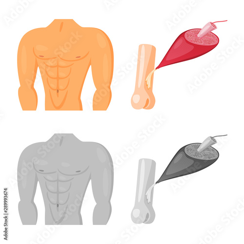 Vector design of fiber and muscular icon. Set of fiber and body stock vector illustration.