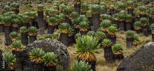 Giant Groundsel (Dendrosenecio Kilimanjari) at Kilimanjaro National Park, Tanzania