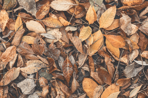 Texture of dry autumn fallen leaves. Seasonal background. View from above, flat lay, toned
