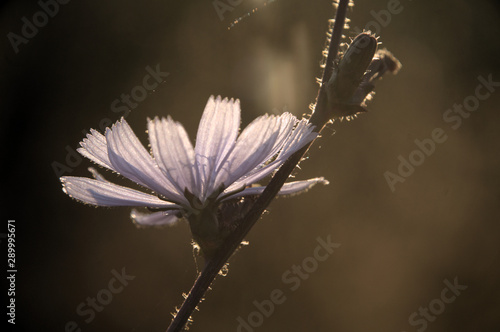 Cichorium intybus; chicory flower in Tuscan cottage garden photo