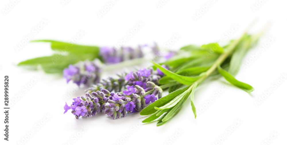 Naklejka premium Lavender flowers on a white close-up