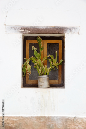 Cactus plant at Seclantas village in Calchaqui Valley, Argentina photo