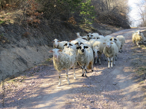 Flock of sheep on hiking dirt path