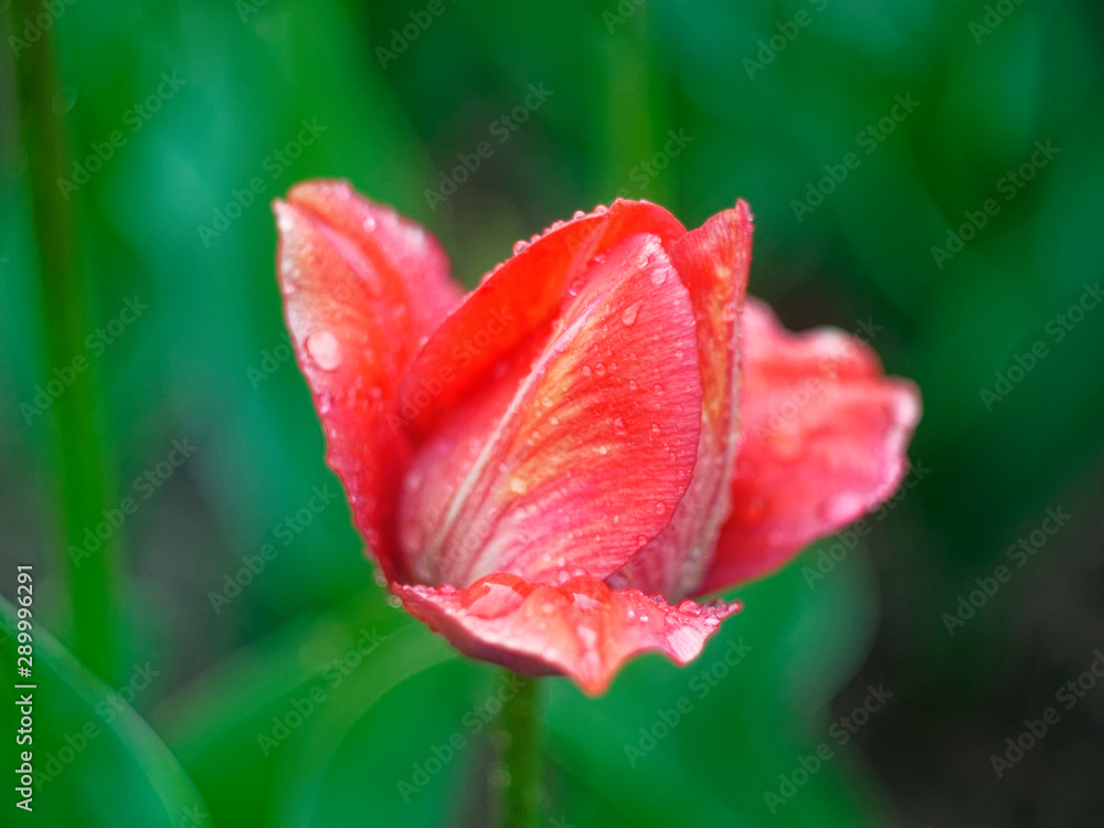 red tulips in the garden after rain, Russia.