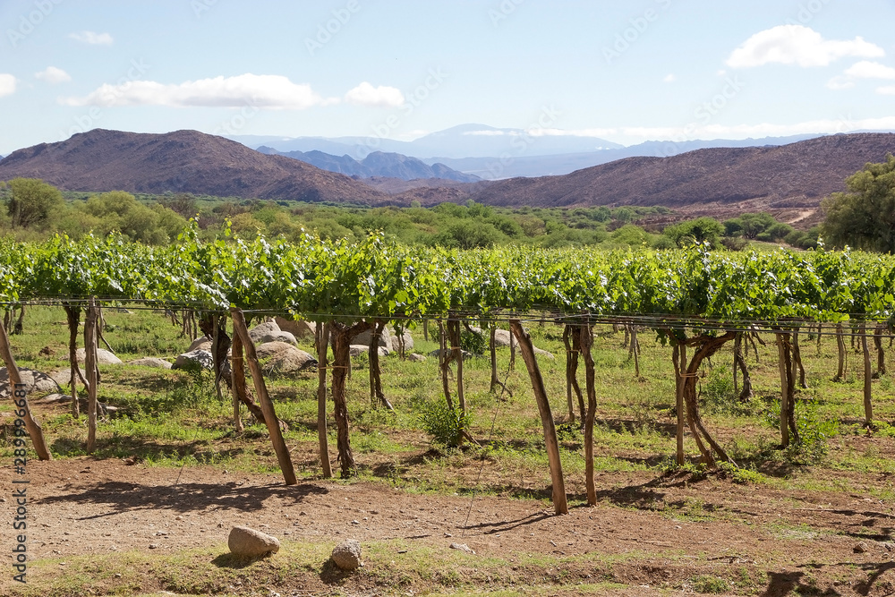 Vineyard in Cafayate along the Argentina Wine Route, Argentina