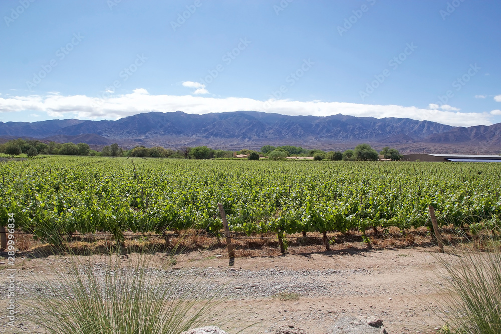 Vineyard in Cafayate along the Argentina Wine Route, Argentina