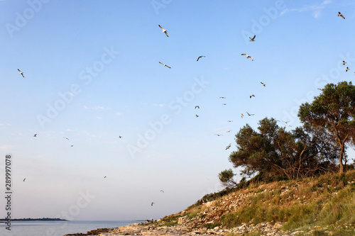 yellow-legged gull colony on Brijuni National Park
