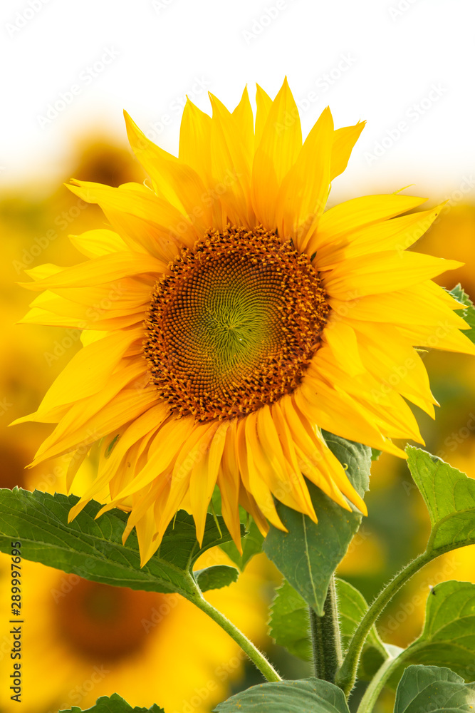 Obraz premium sunflower flowers on the field as background