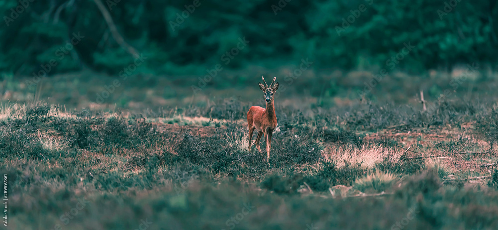 Roe deer buck stands in heather landscape. Roe deer buck stands in heather landscape.
