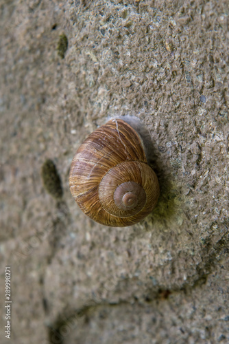 snail on stone. Close up