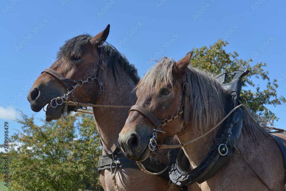 Fototapeta premium Portrait von zwei Kaltblüter Pferden