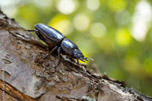 Female stag beetle - Dorcus hopei binodulosus - on the tree.