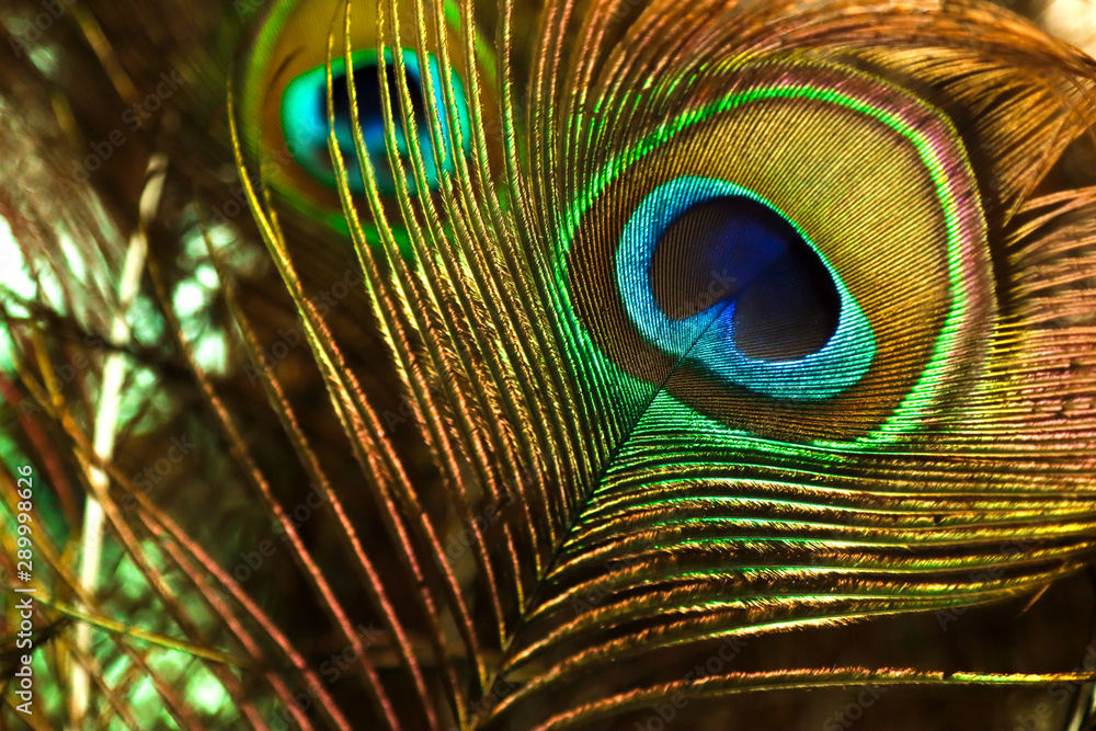 Obraz premium peacock feather on black background