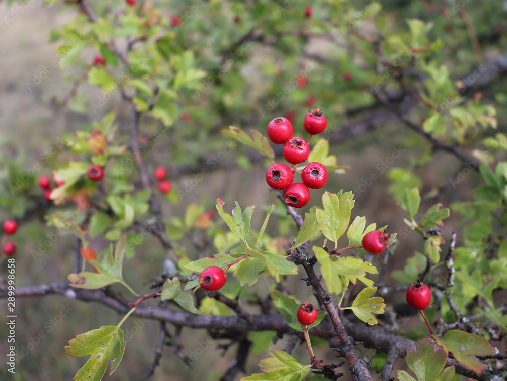 Bright red berries and green leaves on a branch of hawthorn in autumn.Healthy.