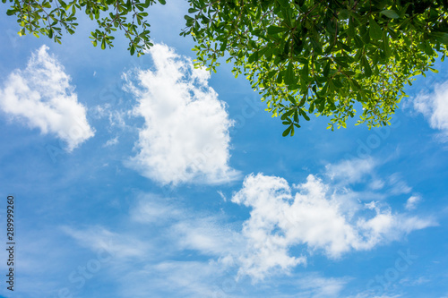 Blue sky in summer day  view from under fresh green tree leaves to bright blue sky with cloud.