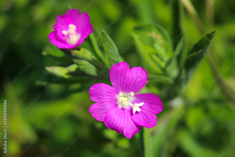 The purple mallow flower on blurred green background plants