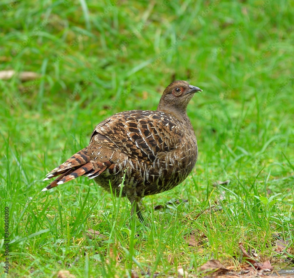 Mikado pheasant (Syrmaticus mikado) female Mikado pheasant (Syrmaticus mikado) female